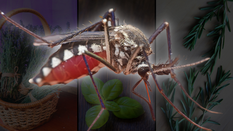 Как спастись от комариных "вампиров": 13 растений, которые летом спасут вас от комаров