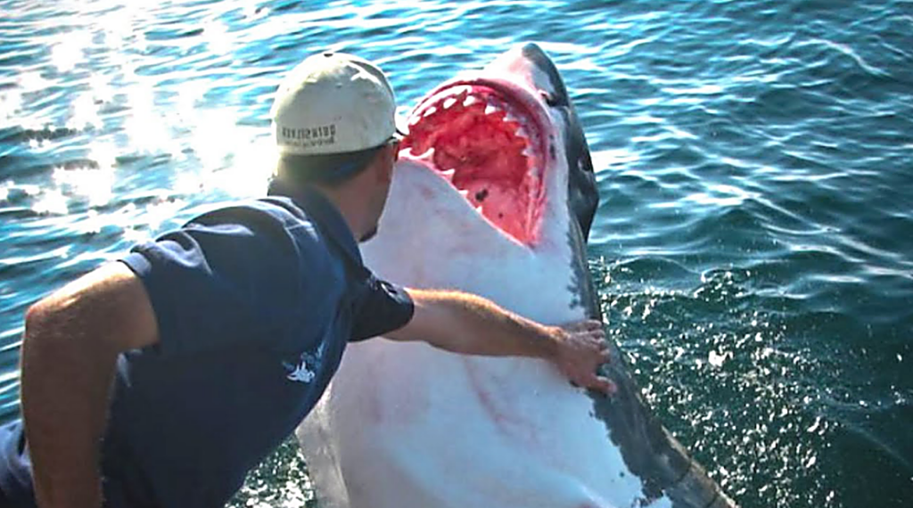Рыбак спас белую акулу, но и подумать не мог, что она так отблагодарит его