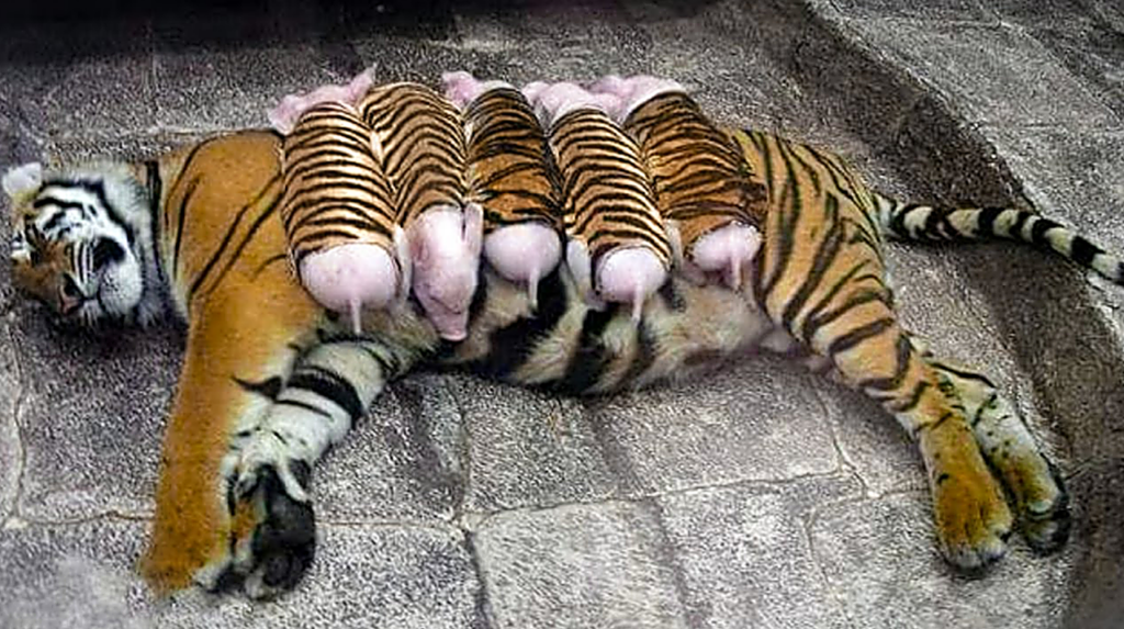 Тигрица усыновила поросят и растит их как своих собственных деток