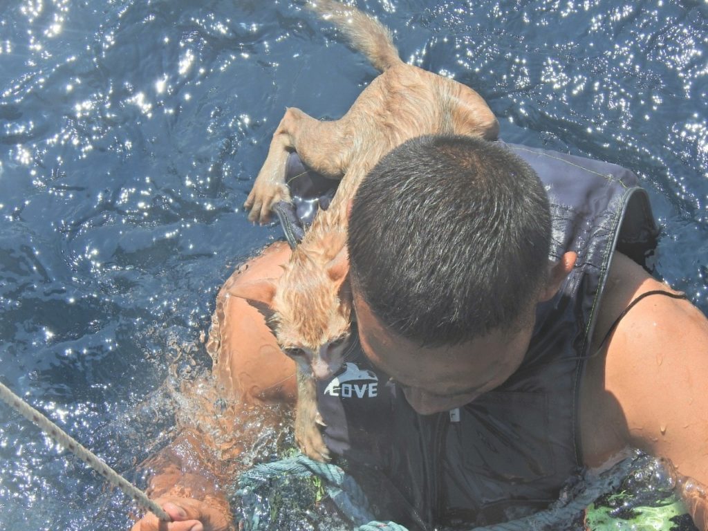 Офицер ВМС Таиланда прыгает в воду, чтобы спасти четырех милых кошек с быстро тонущего и охваченного пожаром корабля