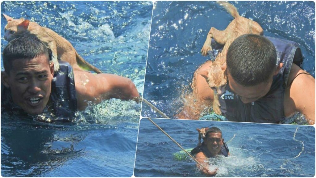 Офицер ВМС Таиланда прыгает в воду, чтобы спасти четырех милых кошек с быстро тонущего и охваченного пожаром корабля