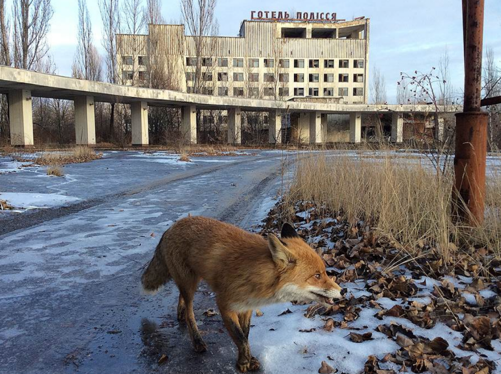 Никто даже ожидать не мог, что ученые найдут в чернобыльской зоне спустя 30 лет