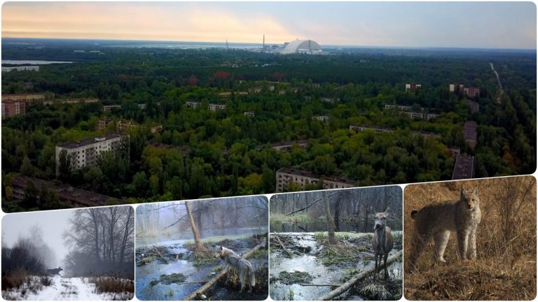 Никто даже ожидать не мог, что ученые найдут в чернобыльской зоне спустя 30 лет