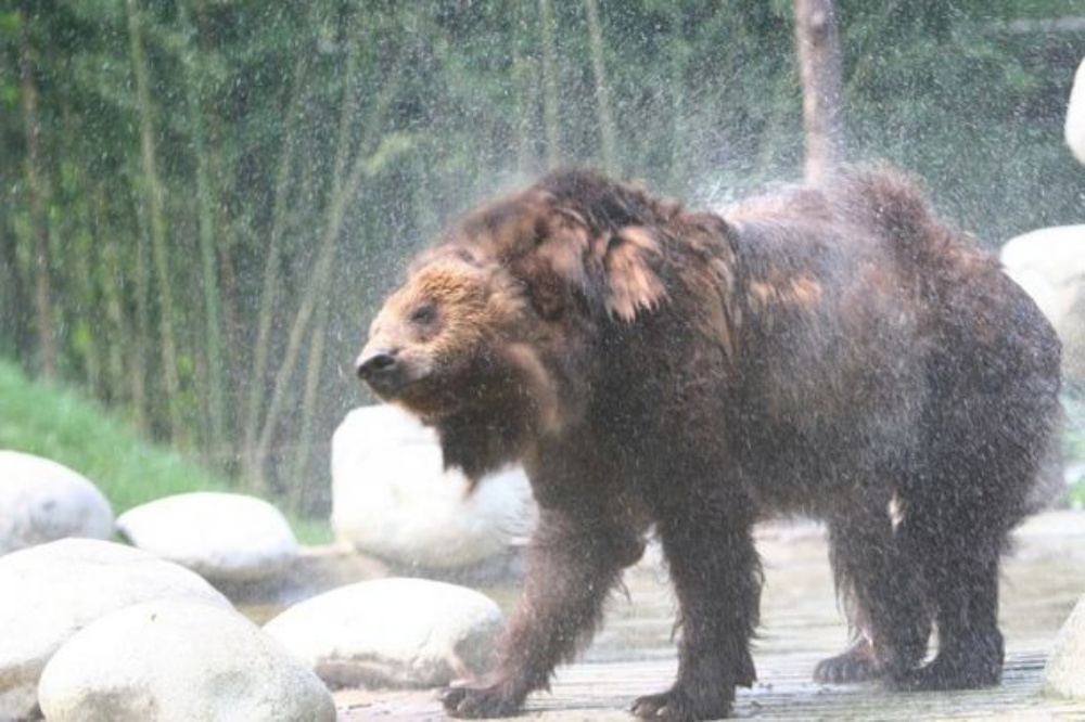 Много лет медведь был закован в стальной корсет – и все через человеческую алчность
