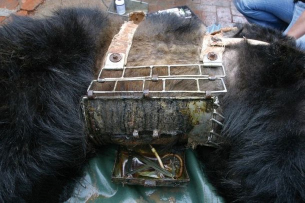 Много лет медведь был закован в стальной корсет – и все через человеческую алчность