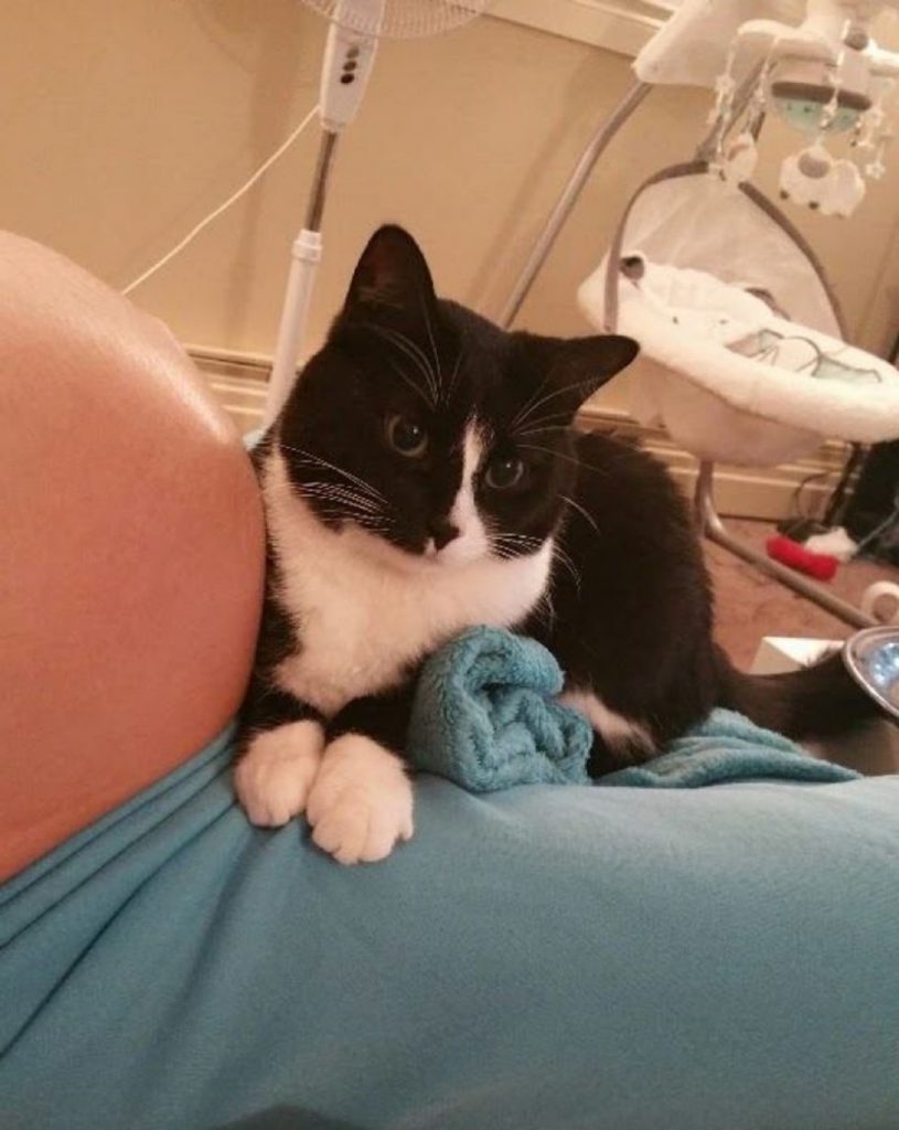 Кошка охраняла плод все 9 месяцев беременности своей хозяйки – и по-прежнему продолжает охранять ребенка
