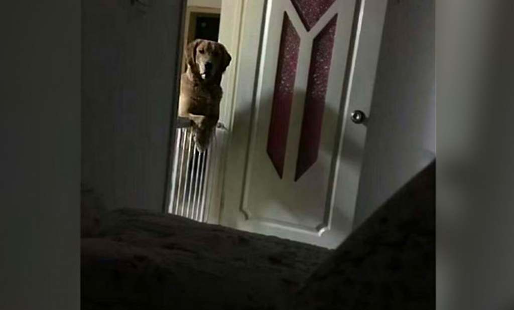 Хозяин установил камеру, чтобы узнать, что делает по ночам собака – и был очень удивлен от увиденного