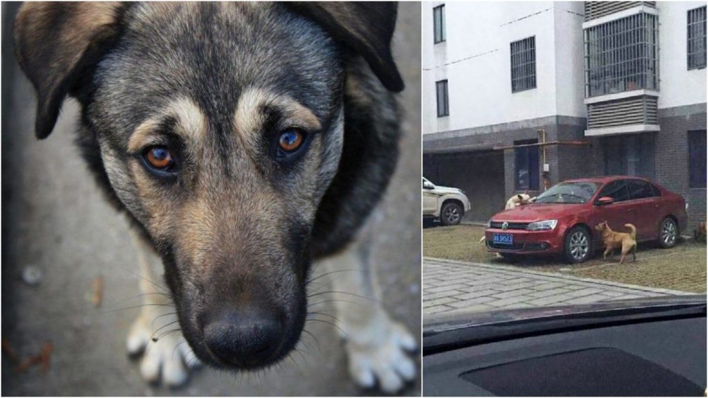 Мужчина пнул бездомную собаку, а через минуту к его машине подбежали мстители