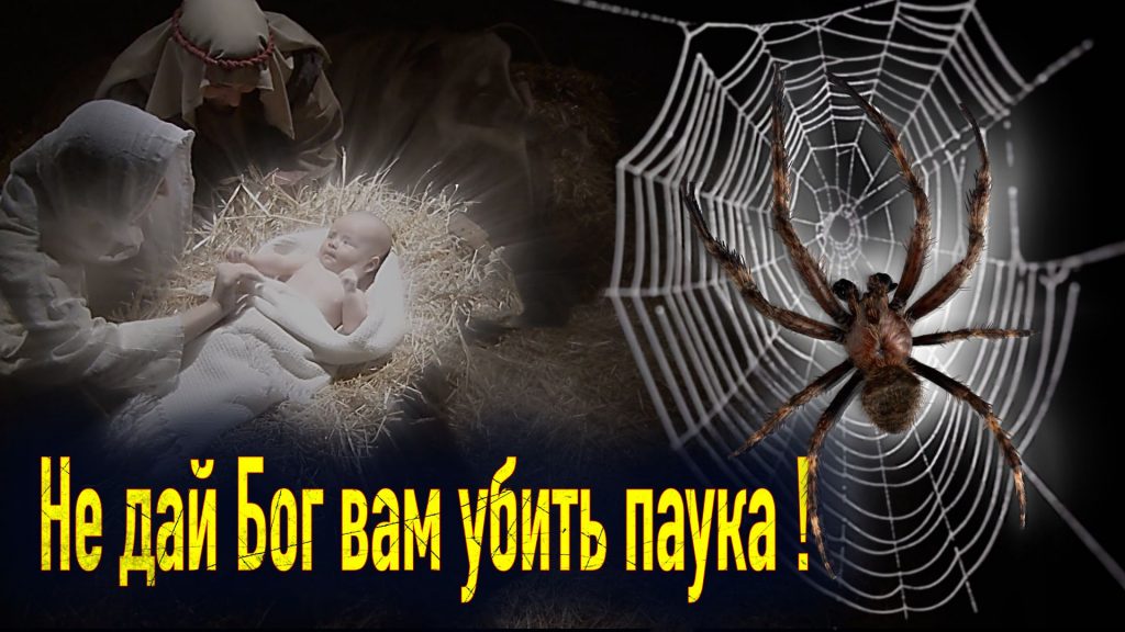 Не дай Бог навредить! Почему нельзя убивать паука, проникшего в ваш дом