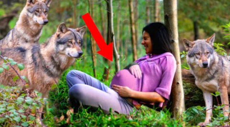 Дівчина народила у лісі серед вовків ... Її вагітну вигнали з дому батьки! А через багато років сталось НЕЙМОВІРНЕ …