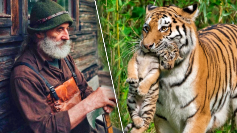 Тигриця в ЗУБАХ принесла тигреня місцевому єгерю ... Зі сльозами на очах благала його врятувати!