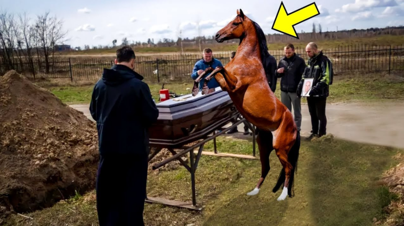 Прямо на похороні конячка стала наступати на труну ... Коли кришка лопнула, ВСІ заплакали від побаченого!