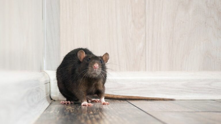 Чего боятся крысы и как от них избавиться?