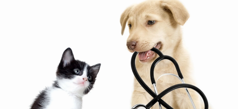 Виды услуг, оказываемых современной ветеринарной клиникой