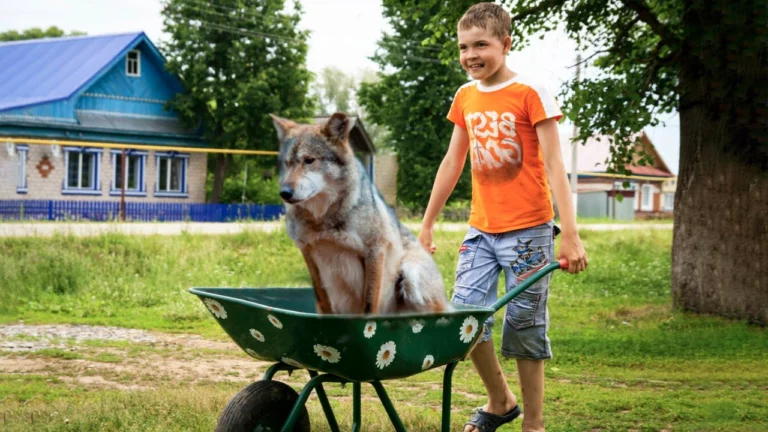 Дети радостно вынесли на руках из леса беременную волчицу! Все село гудело и удивлялось – увидев ЭТО...