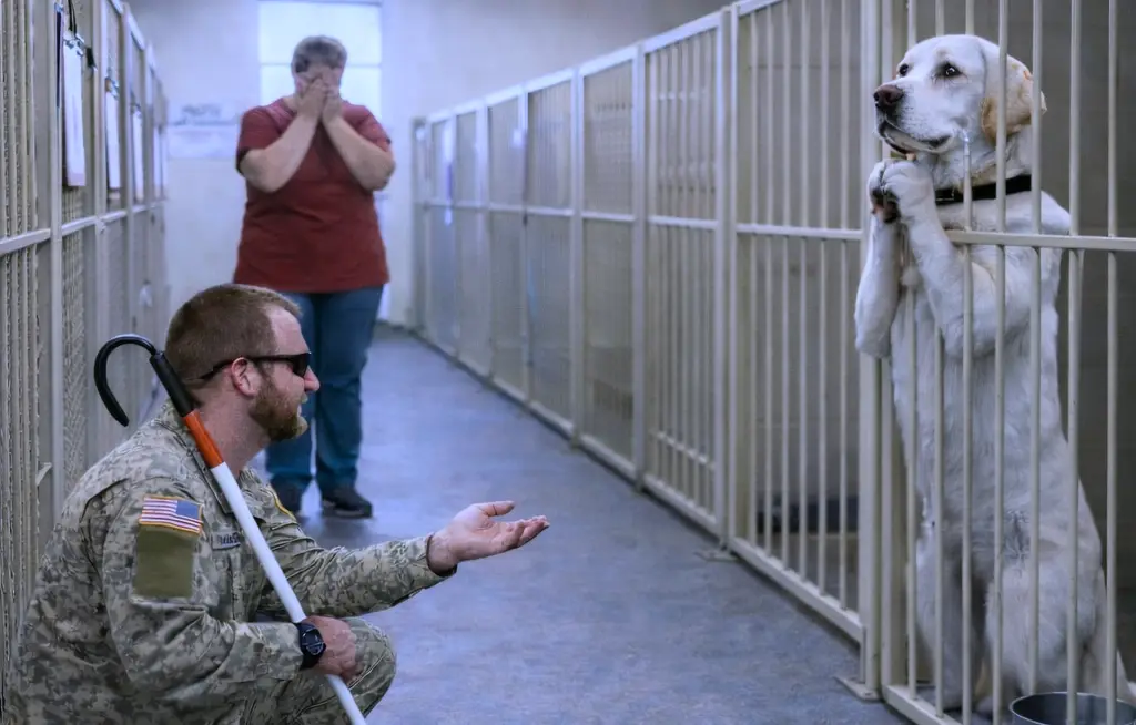 "He’ll tear you apart," they cried, begging the blind veteran to stay away from the cage. What he did instead left the entire canine unit in absolute disbelief