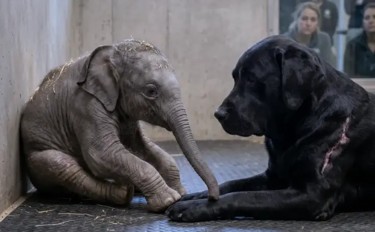 Vets Were Ready To Give Up On This Blind Baby Elephant! Then A Grieving Rescue Dog Walked In And Shocked Everyone...