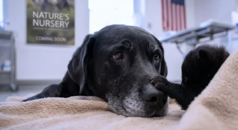 The Blind Bear Cub Had Stopped Eating! Then the Vet Asked to Bring in a Grieving Black Lab...