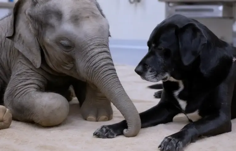 They Were Ready To Give Up On The Blind Baby Elephant! Then A Grieving Shelter Dog Walked Into The Room And Did What No Human Could...
