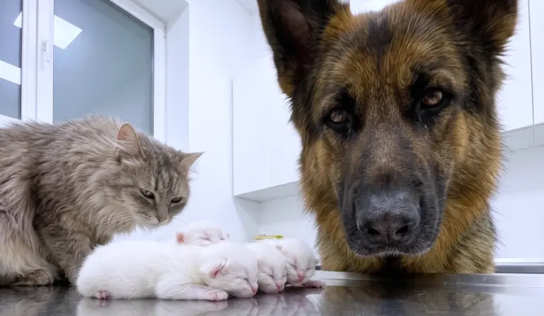 An Old Dog Stared at the Cat’s New “Kittens” for Four Hours—Then the Vet Looked Closer and Shouted, “These Are NOT Cats!”