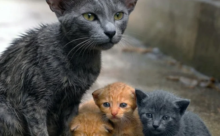 People Turned Away From a Mother Cat’s Unusual Face! The Woman Who Stopped Had No Place to Take Her—or Her Three Kittens...