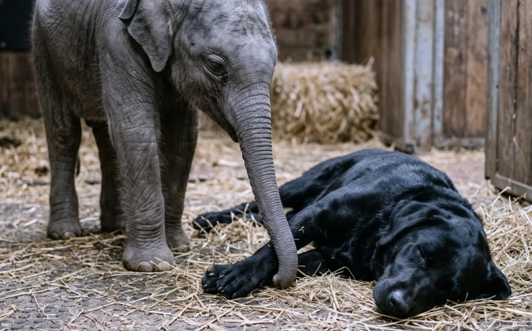 A Blind Baby Elephant Refused to Eat! The Vet Brought in a Dog Who Had Lost His Owner—and Watched the Calf Reach for One Black Paw...