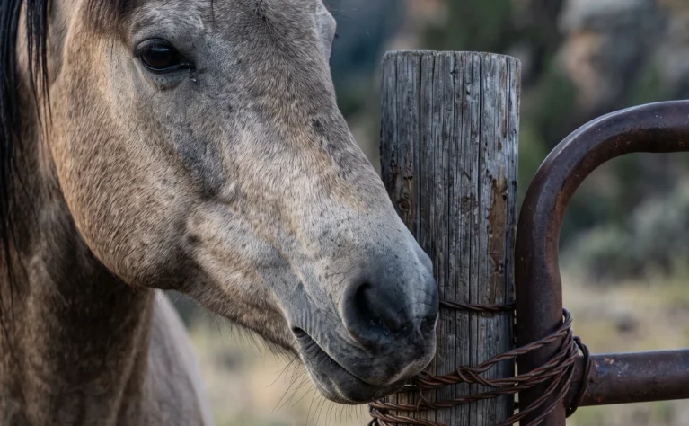 A Wealthy Neighbor Offered a Young Horse in Trade for Her Starving Old Mare. She Said No. Weeks Later, the Mare Led Her Up the Hill to What He'd Been Hiding